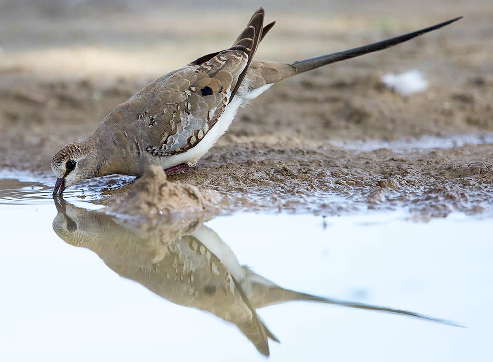 Namaqua Dove drinking